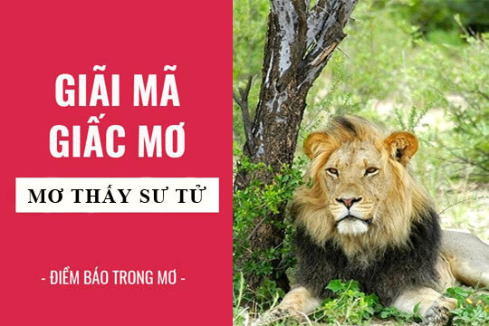 Mơ thấy sư tử có điềm báo gì?