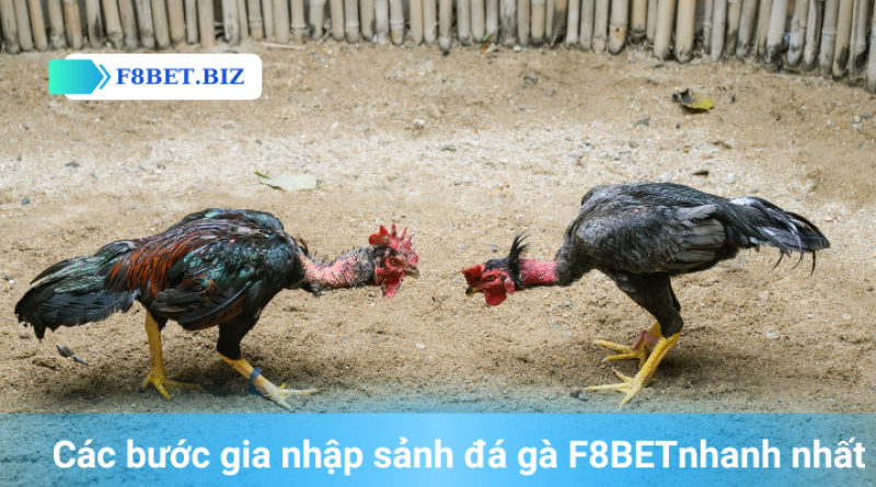 Hướng Dẫn Từ A tới Z Đá Gà F8BET Hiệu Quả