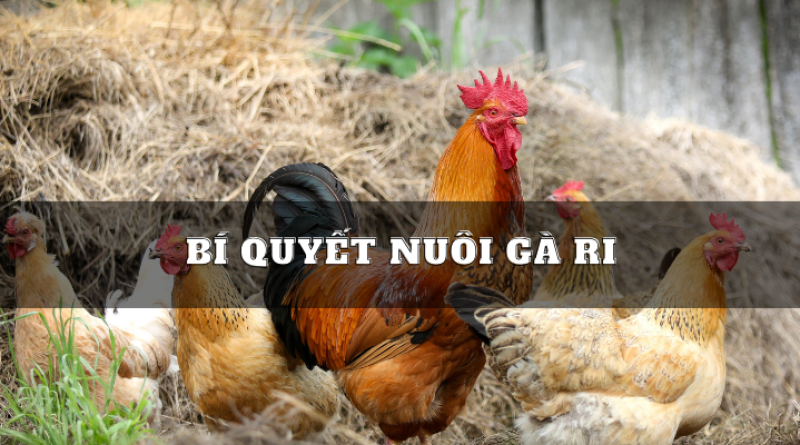 Bí quyết nuôi gà Ri phát triển khỏe mạnh 