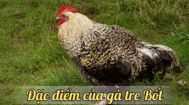 Cách nuôi gà tre Bốt đơn giản, hiệu quả cho người mới bắt đầu