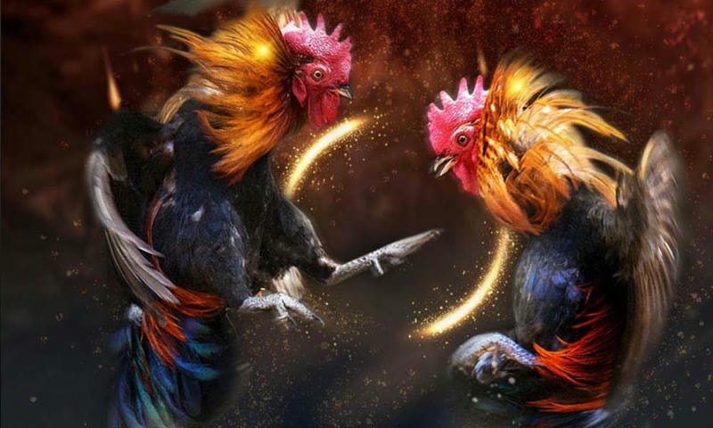  Livestream đá gà Thomo giúp phát hiện kèo thơm chính xác