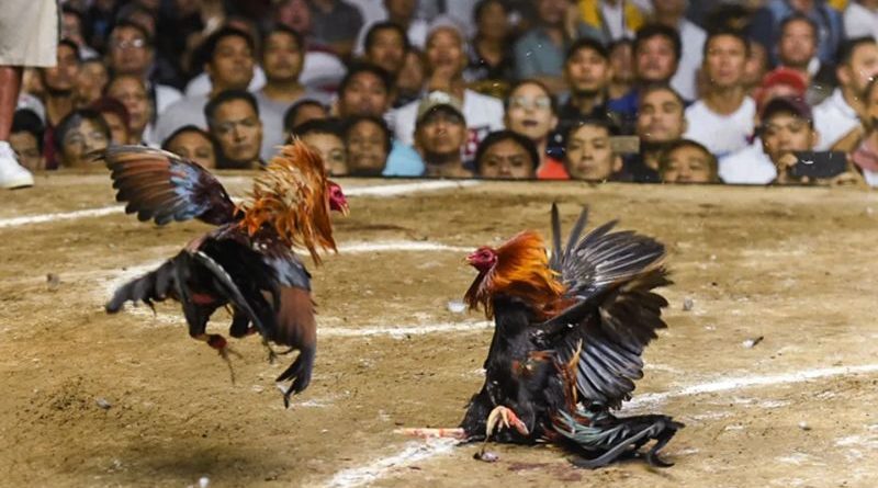 Thăng hoa cảm giác chiến thắng cùng sảnh đá gà Bj88