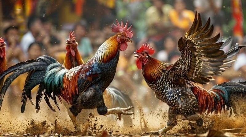 Đá gà SV388 – Hé lộ bí mật khiến nền tảng này được người chơi Việt yêu thích nhất