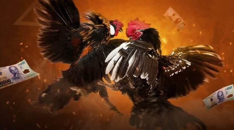 Đá gà PG88 – Tựa game trực tuyến hấp dẫn bậc nhất với cơ chế cá cược công bằng