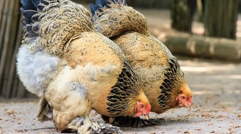 Gà Tướng Lân MU88 – Sân Chơi Đầy Chiến Thuật Và Kinh Nghiệm Thực Chiến