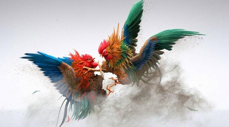 Đá Gà MB66 – Trải nghiệm kịch tính, theo dõi trận đấu đỉnh cao